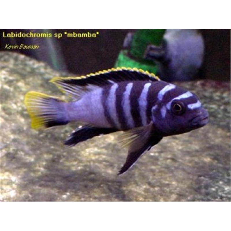 Labidochromis sp. mbamba - imagine 5